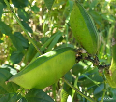 Canavalia cathartica