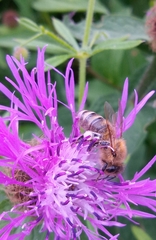 Centaurea phrygia
