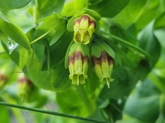 Cerinthe