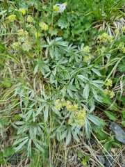 Alchemilla sericea