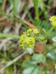 Alchemilla sericea