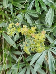 Alchemilla sericea