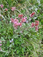 Potentilla divina