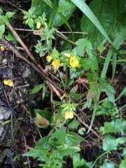 Lysimachia melampyroides