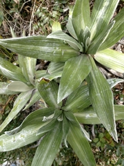 Celmisia semicordata