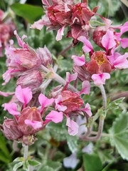 Potentilla divina