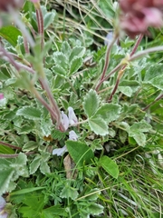 Potentilla divina