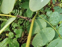Dalbergia hupeana