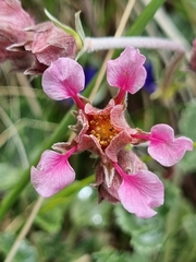 Potentilla divina