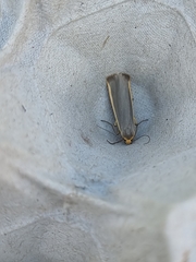 Eilema lurideola