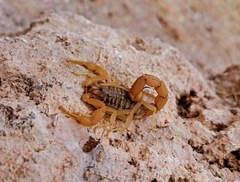 Aegaeobuthus