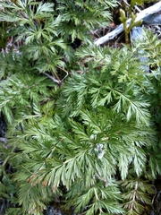Anisotome haastii