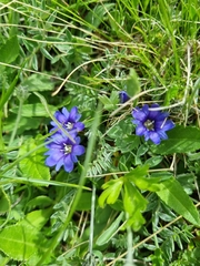 Gentiana dshimilensis