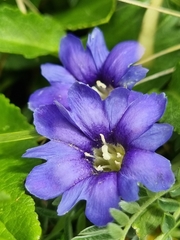 Gentiana dshimilensis