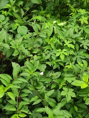 Hydrangea paniculata