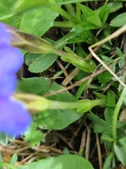 Gentiana dshimilensis