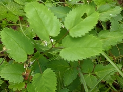 Sanguisorba officinalis