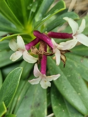 Daphne glomerata