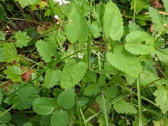 Sanguisorba officinalis