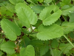 Sanguisorba officinalis