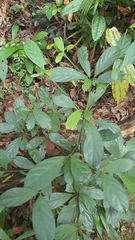 Baccaurea parviflora