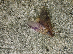 Trichacantha atranupta