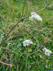 Peucedanum cervaria