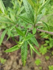 Artemisia umbrosa