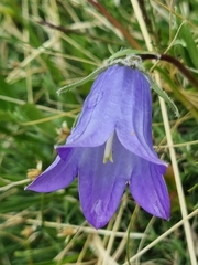 Campanula tridentata