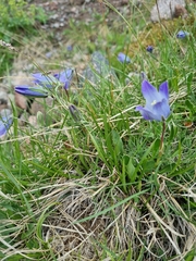 Campanula tridentata