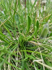 Campanula tridentata