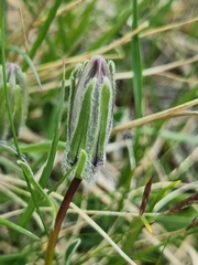 Campanula tridentata