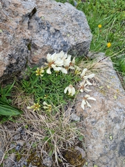 Trifolium polyphyllum