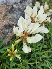 Trifolium polyphyllum