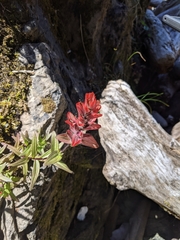Castilleja miniata dixonii