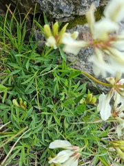 Trifolium polyphyllum