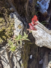 Castilleja miniata dixonii