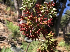 Asclepias hypoleuca