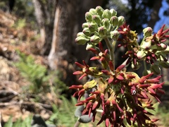 Asclepias hypoleuca