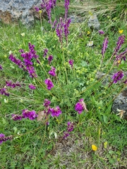 Hedysarum caucasicum