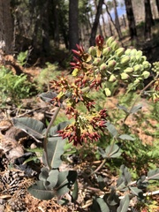 Asclepias hypoleuca