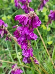 Hedysarum caucasicum