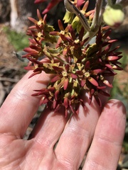 Asclepias hypoleuca