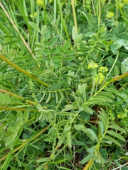 Hedysarum caucasicum