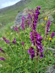 Hedysarum caucasicum