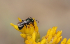 Ceratina acantha