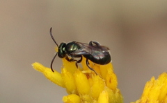 Ceratina acantha