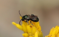 Ceratina acantha