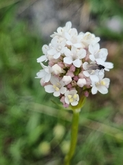 Valeriana alpestris
