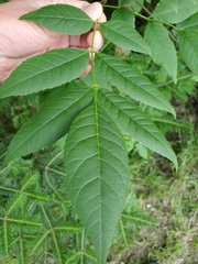 Fraxinus pennsylvanica subintegerrima